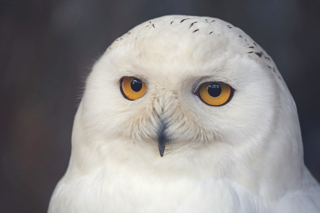 Owl, Symbol of the Connection with Intuition